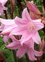 X 10 AMARYLLIS BELLADONNA