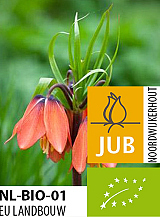 X   10 BIO FRITILLARIA EARLY DREAM