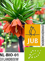 X   10 BIO FRITILLARIA IMP. RUBRA