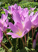 X   10 COLCHICUM AUTUMNALE
