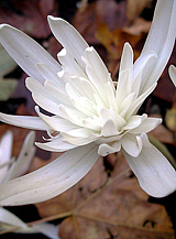 X   10 COLCHICUM AUTUMNALE ALBOPLENUM
