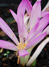 X   10 COLCHICUM CILICICUM