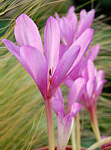 X   10 COLCHICUM GIANT