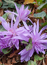 X 10 COLCHICUM WATERLILY