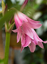 X 10 CRINUM POWELLI