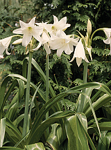 X 10 CRINUM POWELLII ALBUM