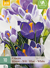X 10 CROCUS BLAUW - WIT MIX