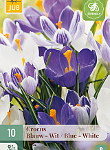X 10 CROCUS BLAUW - WIT MIX