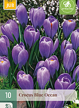 X 10 CROCUS BLUE OCEAN