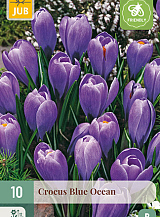 X 10 CROCUS BLUE OCEAN