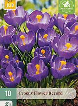 X 10 CROCUS FLOWER RECORD