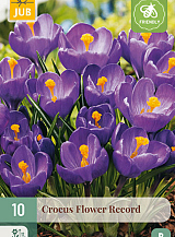 X 10 CROCUS FLOWER RECORD