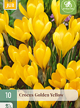 X 10 CROCUS GOLDEN YELLOW