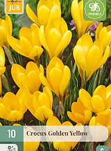 X 10 CROCUS GOLDEN YELLOW