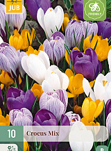 X 10 CROCUS GROOTBLOEMIG MIX