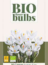 X 10 CROCUS JEANNE D'ARC - BIO