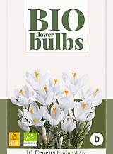 X 10 CROCUS JEANNE D'ARC - BIO