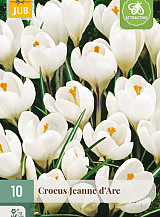 X 10 CROCUS JEANNE D'ARC