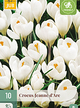 X 10 CROCUS JEANNE DARC