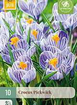 X 10 CROCUS PICKWICK