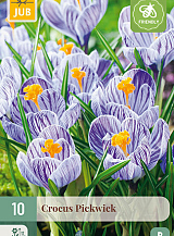 X 10 CROCUS PICKWICK