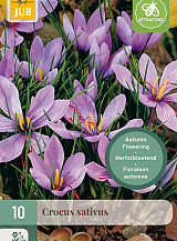 X 10 CROCUS SATIVUS