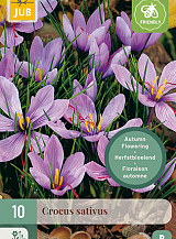 X 10 CROCUS SATIVUS