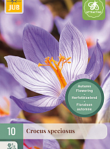 X 10 CROCUS SPECIOSUS