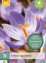 X 10 CROCUS SPECIOSUS