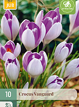 X 10 CROCUS VANGUARD