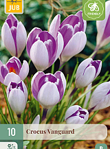 X 10 CROCUS VANGUARD