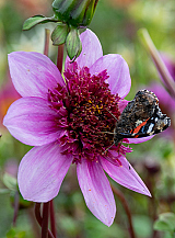 X 10 DAHLIA BLUE BAYOU
