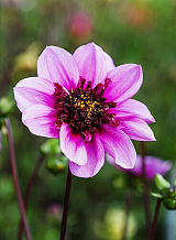 X 10 DAHLIA BLUE BAYOU