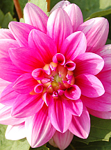 X 10 DAHLIA BLUESETTE