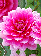 X 10 DAHLIA BLUESETTE
