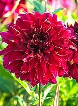 X 10 DAHLIA BOHEMIAN SPARTACUS