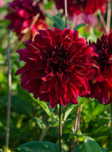 X 10 DAHLIA BOHEMIAN SPARTACUS