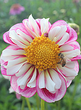 X 10 DAHLIA BUMBLE RUMBLE