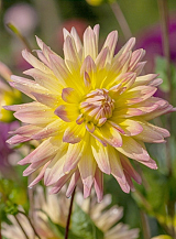 X 10 DAHLIA CABANA BANANA