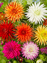X 10 DAHLIA CACTUS MIX