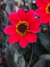X 10 DAHLIA CHERRY RED