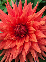 X 10 DAHLIA COLOR SPECTACLE