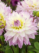 X 10 DAHLIA CRAZY LOVE