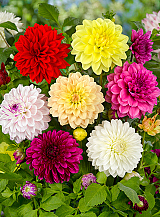 X 10 DAHLIA DECORATIVE MIX