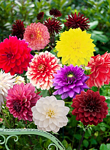 X 10 DAHLIA DECORATIVE MIX
