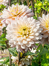 X 10 DAHLIA DIANA'S MEMORY