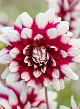 X 10 DAHLIA DUET