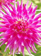 X 10 DAHLIA DUTCH EXPLOSION