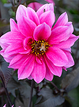 X 10 DAHLIA FASCINATION