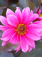 X 10 DAHLIA FASCINATION